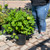 Hydrangea macrophylla Penny Mac 169314